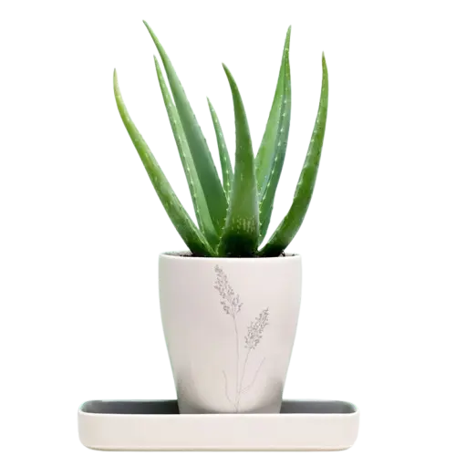 Aloe Vera Plant Sapling (1pc)